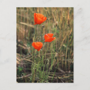 Drei Poppies Postkarten