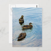 Drei Postkarte (Vorne/Hinten)