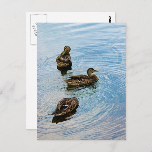 Drei Postkarte (Vorne/Hinten)