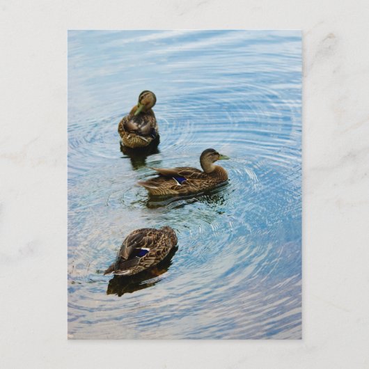 Drei Postkarte (Vorderseite)