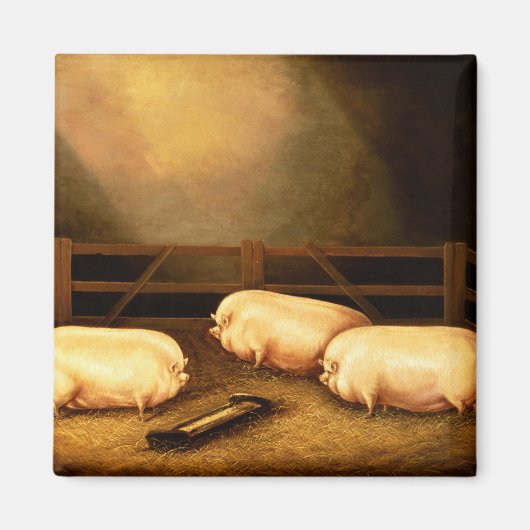 Drei Preisschweine außerhalb eines Stys Magnet (Vorne)