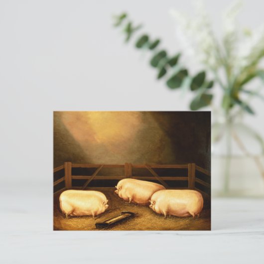 Drei Preisschweine außerhalb eines Stys Postkarte (Stehend Vorderseite)