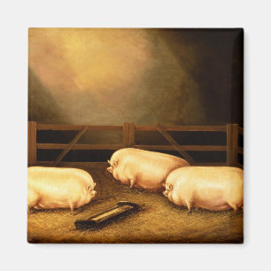 Drei Prize Schweine außerhalb eines Schweinestall Magnet