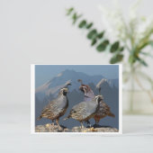 DREI QUAIL UND SHASTA POSTKARTE (Stehend Vorderseite)
