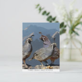 DREI QUAIL UND SHASTA POSTKARTE (Stehend Vorderseite)