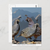 DREI QUAIL UND SHASTA POSTKARTE (Vorne/Hinten)