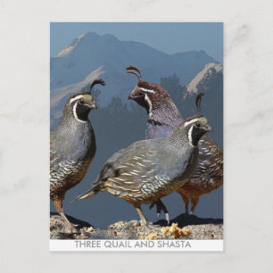 DREI QUAIL UND SHASTA POSTKARTE