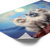 Drei Ragdoll Katzen Poster (Ecke)