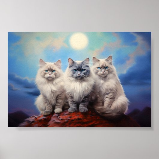Drei Ragdoll Katzen Poster (Vorne)