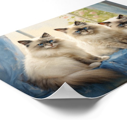 Drei Ragdoll Katzen Poster (Ecke)