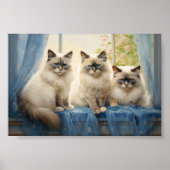 Drei Ragdoll Katzen Poster (Vorne)