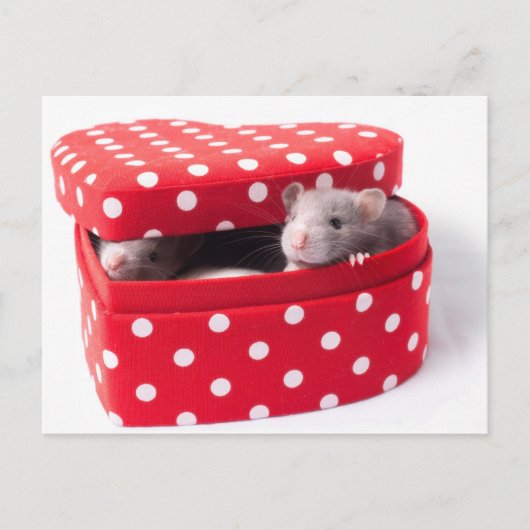 Drei Ratten in einer Herzkiste Postkarte (Vorderseite)