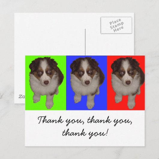 Drei Red Tri Aussie Welppies Postkarte (Vorne/Hinten)