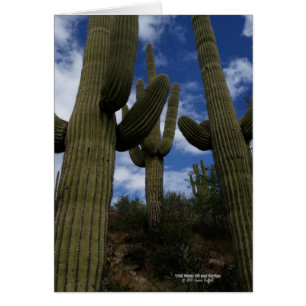 Drei riesige Saguaro-Kakteen mit blauem Himmel und