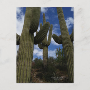 Drei riesige Saguaro Kakteen mit blauem Himmel und Postkarte
