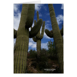 Drei riesige Saguarokakteen mit blauem Himmel und