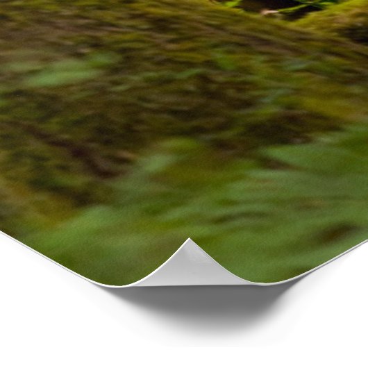 Drei Roosevelt-Elchkühe mit Blick Poster (Ecke)