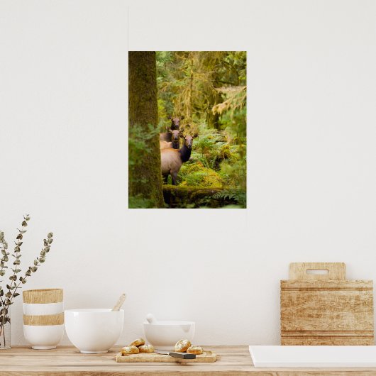 Drei Roosevelt-Elchkühe mit Blick Poster (Küche)