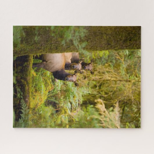 Drei Roosevelt-Elchkühe mit Blick Puzzle (Horizontal)