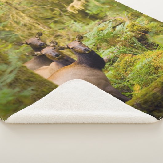 Drei Roosevelt-Elchkühe mit Blick Sherpadecke (3/4)