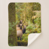 Drei Roosevelt-Elchkühe mit Blick Sherpadecke (Vorderseite)