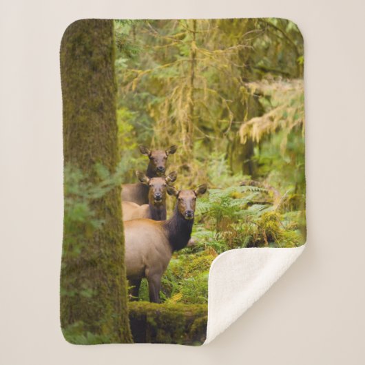 Drei Roosevelt-Elchkühe mit Blick Sherpadecke (Vorderseite)