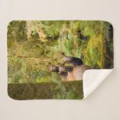 Drei Roosevelt-Elchkühe mit Blick Sherpadecke (Vorderseite (Horizontal))