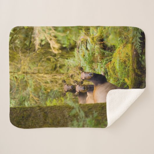 Drei Roosevelt-Elchkühe mit Blick Sherpadecke (Vorderseite (Horizontal))