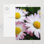 Drei rosa Gänse Postkarte (Vorne/Hinten)
