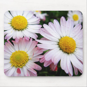 Drei rosa Gänseblume Mousepad