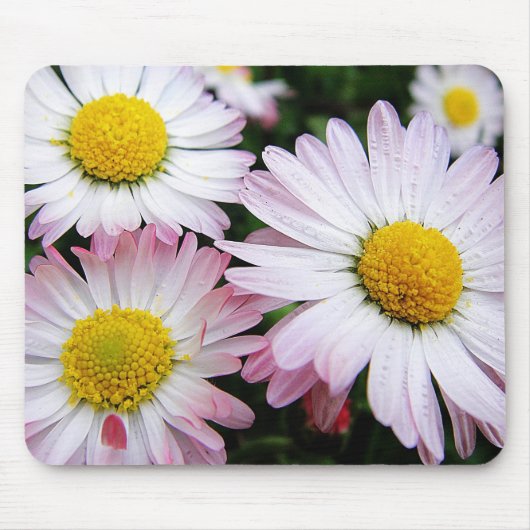 Drei rosa Gänseblume Mousepad (Vorne)