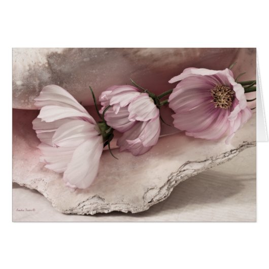 Drei rosa Kosmokarte (Vorderseite (Horizontal))