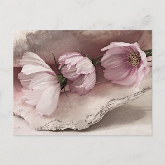 Drei rosa Kosmos Postkarte (Vorderseite)