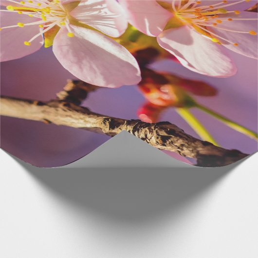 Drei rosa Sakura-Blüten Geschenkpapier (Ecke)