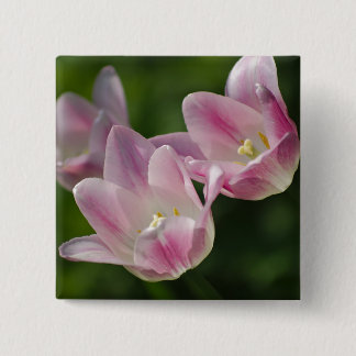 Drei rosa Tulpen Button