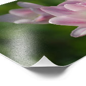 Drei rosa Tulpen Foto (Ecke)