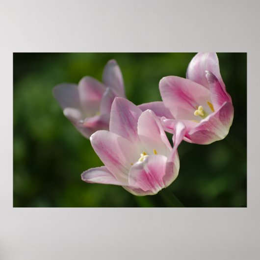 Drei rosa Tulpenposter Poster (Vorne)