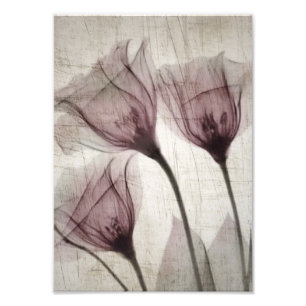 Drei rosa Vintage X-Ray-Blume Fotodruck