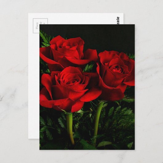 Drei Rose Postkarte (Vorne/Hinten)
