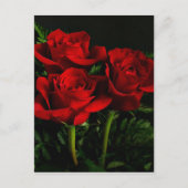 Drei Rose Postkarte (Vorderseite)