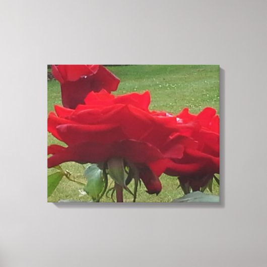 DREI ROTE ROSEN LEINWANDDRUCK (Vorderseite)