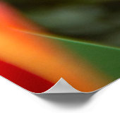 Drei rote Tulpen Foto Poster (Ecke)