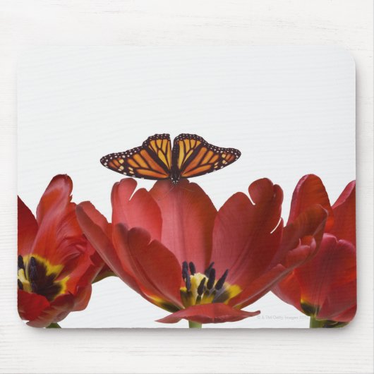 Drei rote Tulpen und ein Monarchen-Schmetterling g Mousepad (Vorne)