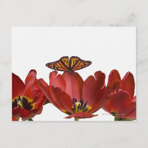 Drei rote Tulpen und ein Monarchen-Schmetterling g Postkarte