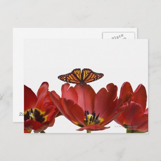 Drei rote Tulpen und ein Monarchen-Schmetterling g Postkarte (Vorne/Hinten)
