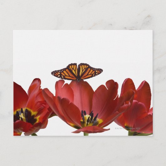 Drei rote Tulpen und ein Monarchen-Schmetterling g Postkarte (Vorderseite)