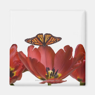 Drei rote Tulpen und ein Monarchfalter gegen Magnet