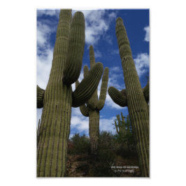 Drei Saguaro Kakteen gegen blauen Himmel und Wolke Fotodruck