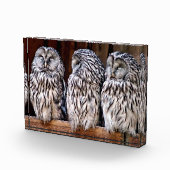 Drei Schafe Fotoblock (Rechts)