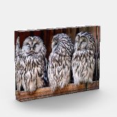 Drei Schafe Fotoblock (Links)